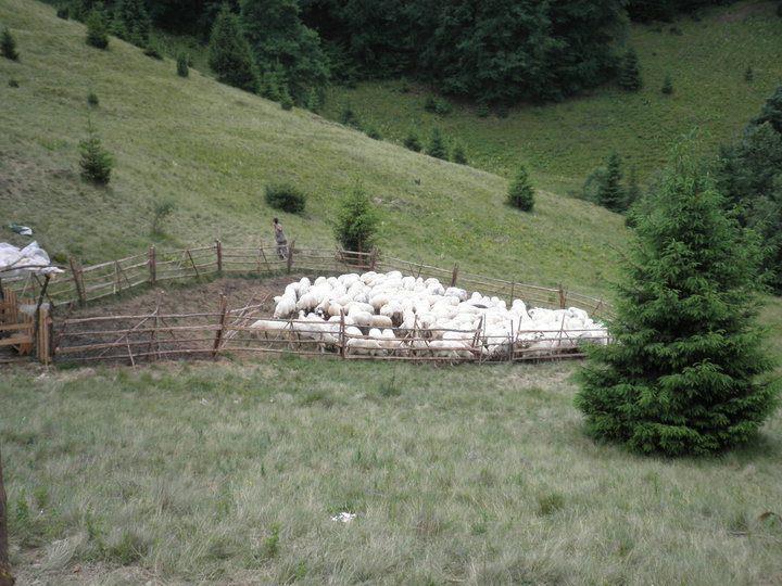 Pensiune Maria Rucăr Kültér fotó